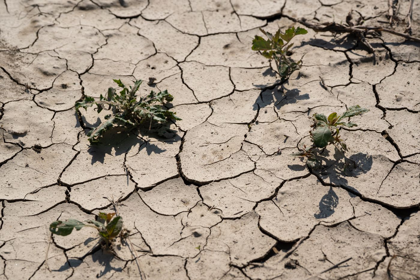 Ausgetrockneter Boden.