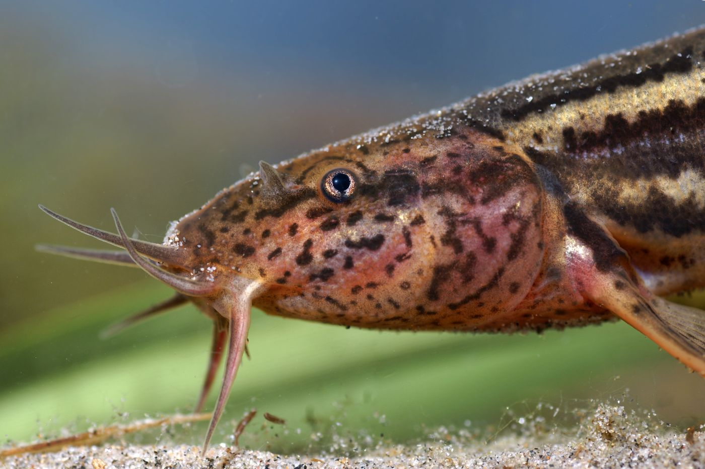 Nahaufnahme von einem Schlammpeitzger im Wasser.