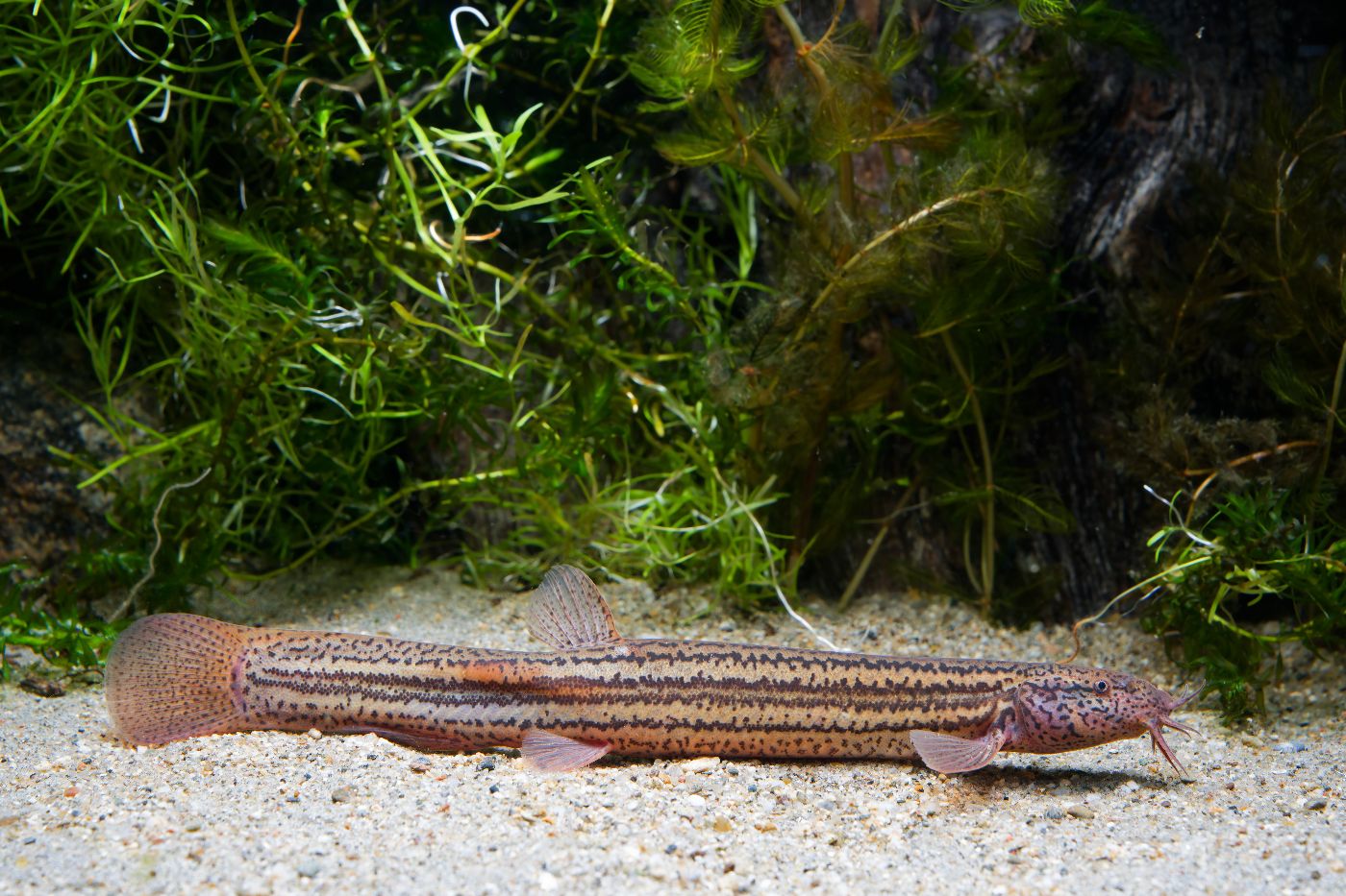 Foto eines Schlammpeitzgers im Aquarium.