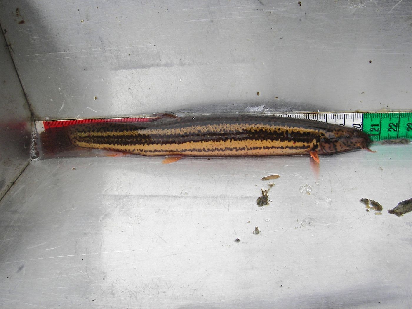 Foto eines Schlammpeitzger Fisches mit Maßband.