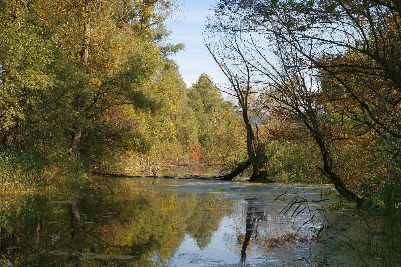 Auf dem Bild ist der typische Lebensraum der Schleie - ein Altarm im Marchland zu sehen