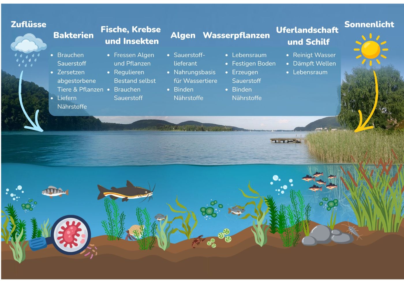 Überblick über das Ökosystem See