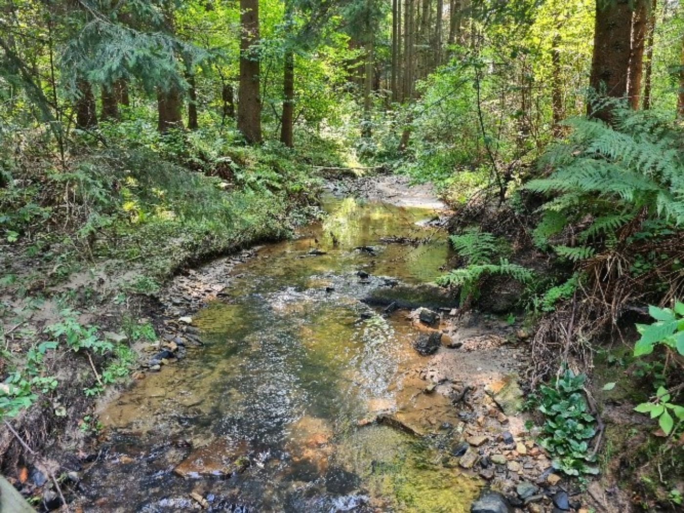 Zu sehen ist der Dobrabach, ein kleines Fließgewässer