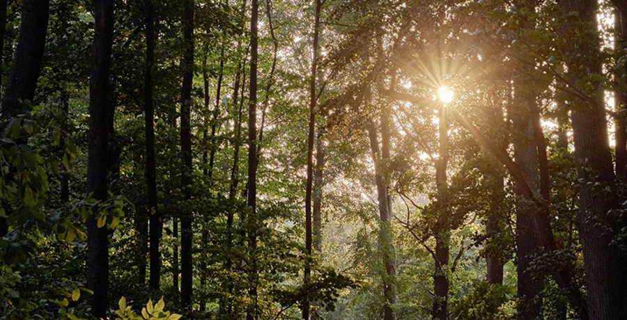 Forest in the sun