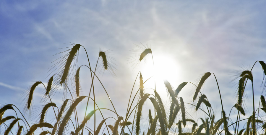 Getreideähren vor bewölktem Himmel mit Sonne im Hintergrund