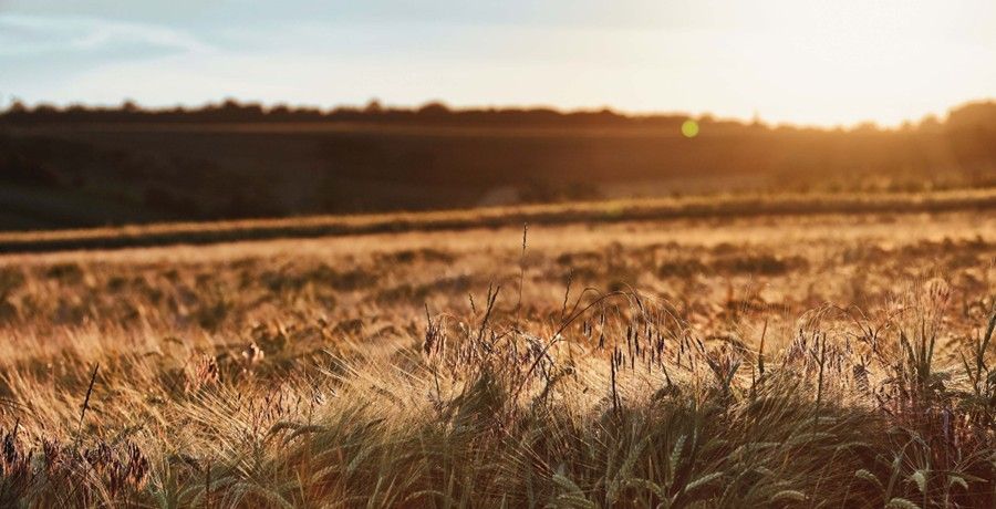 Weizenfeld in der Sonne