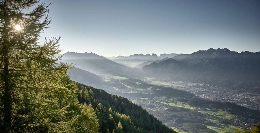 ein Nadelbaum auf einem Berg, dahinter eine sonnige Landschaft mit Bäumen und Häusern