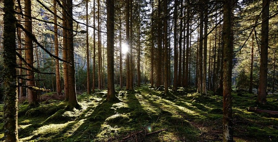 ein Wald, Waldboden und Bäume