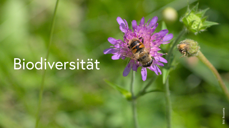 Eine Schwebfliege auf dem Blütenkopf einer Skabiose mit Text Biodiversität