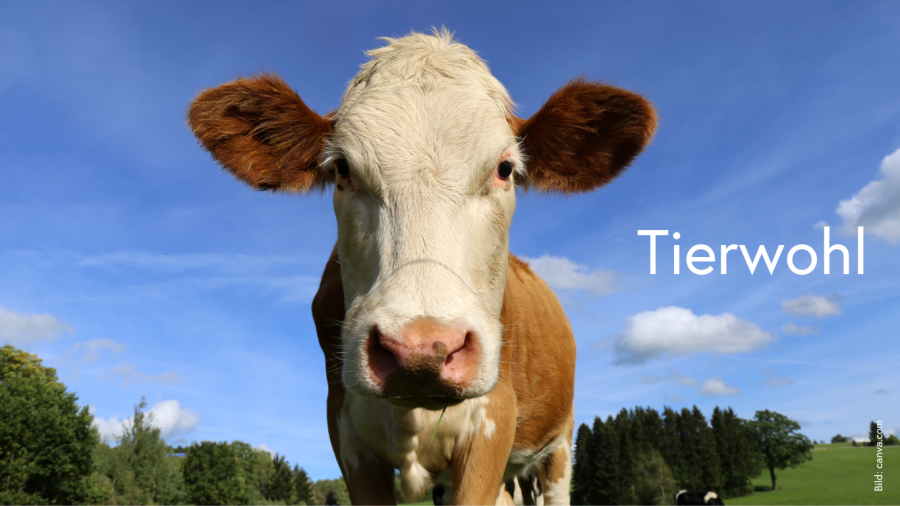 Kuh vor blauem Himmel mit Text Tierwohl