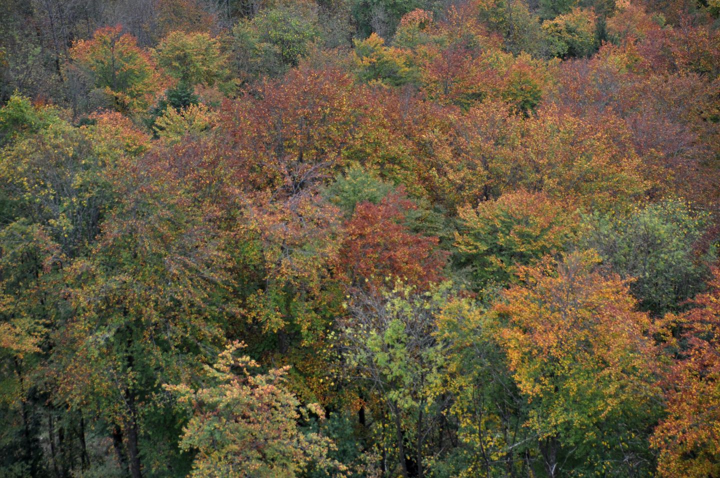 Herbstlicher Mischwald mit bunt gefärbtem Laub aus der Vogelperspektive