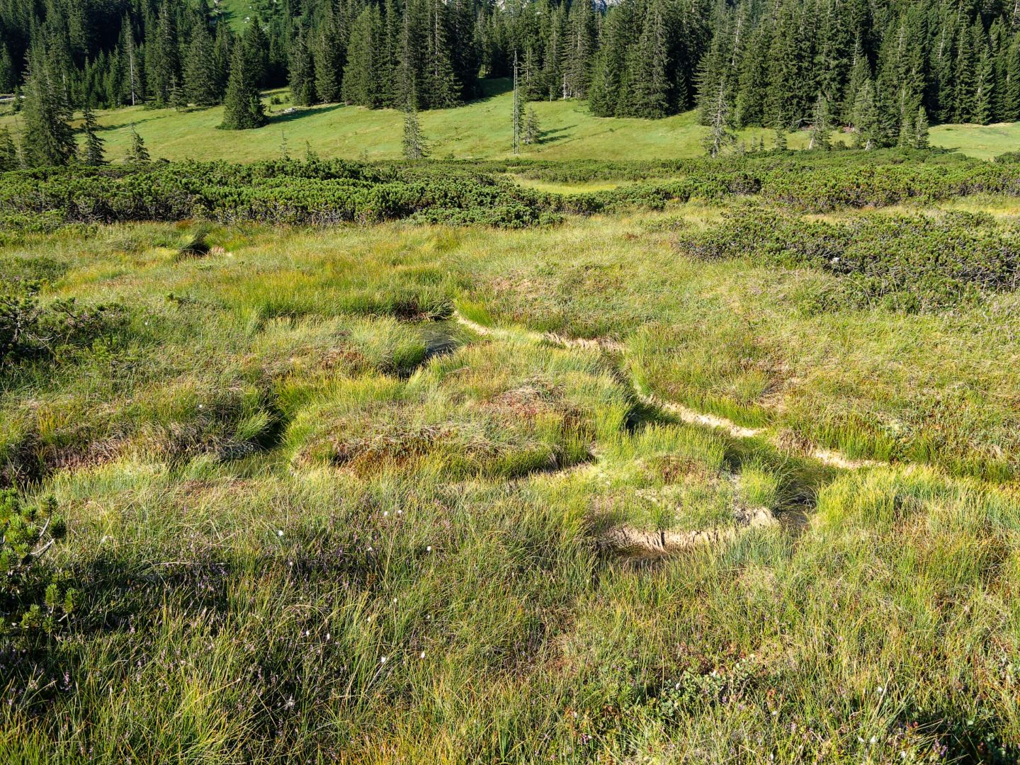 Grasbewachsene Moorlandschaft mit schmalen Pfaden und Nadelwald im Hintergrund