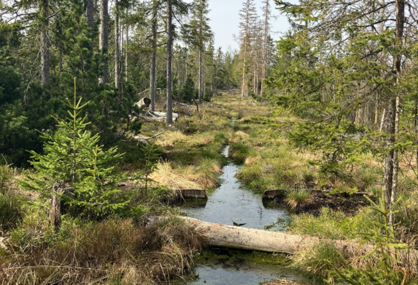 Waldmoor mit schmalem Wasserlauf, umgeben von Nadelbäumen und moosbewachsenem Boden.