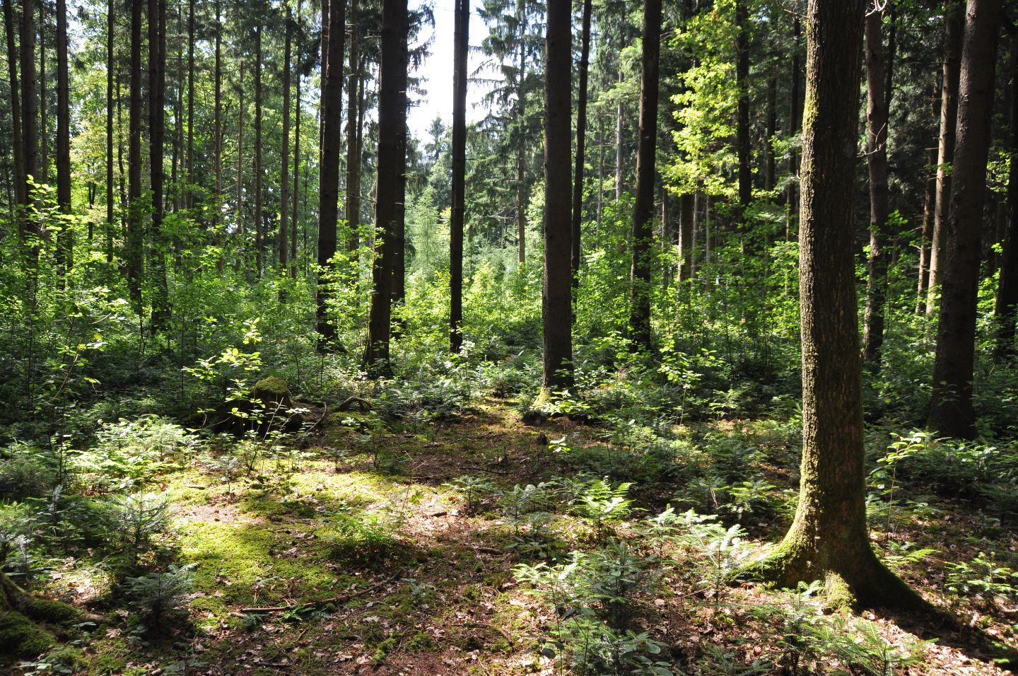 Wald mit hohen Bäumen und dichtem Unterholz, durch das Sonnenlicht fällt.