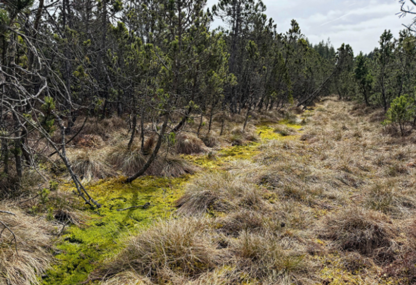 Waldviertler Moor mit moosbedecktem Boden und trockenen Grasbüscheln neben einem Nadelwald unter bewölktem Himmel.