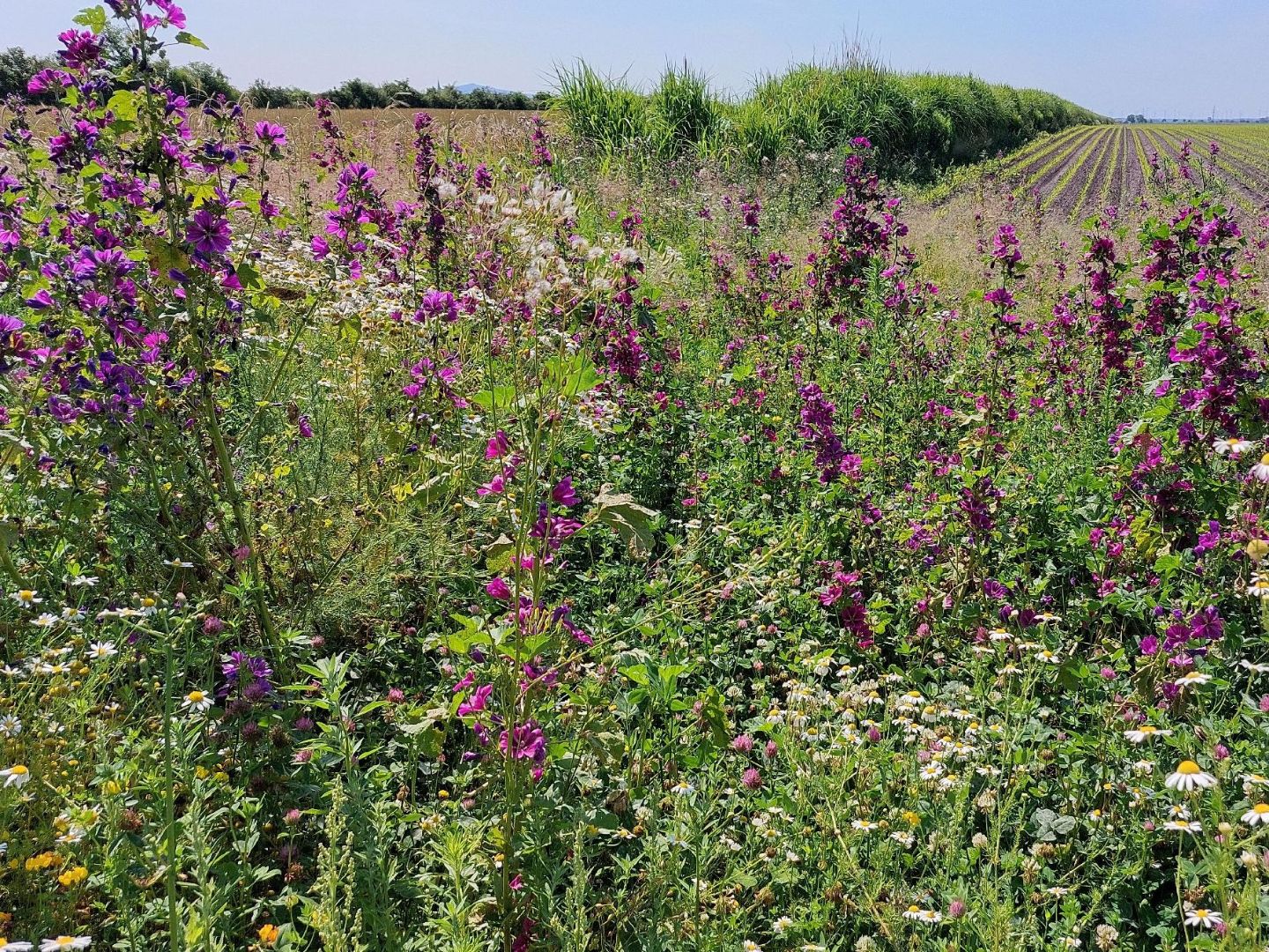 Blütenreiche Biodiversitätsfläche im Vordergrund. Im Hintergrund ein Blick in flache Äcker, welche von Hecken durchzogen sind.