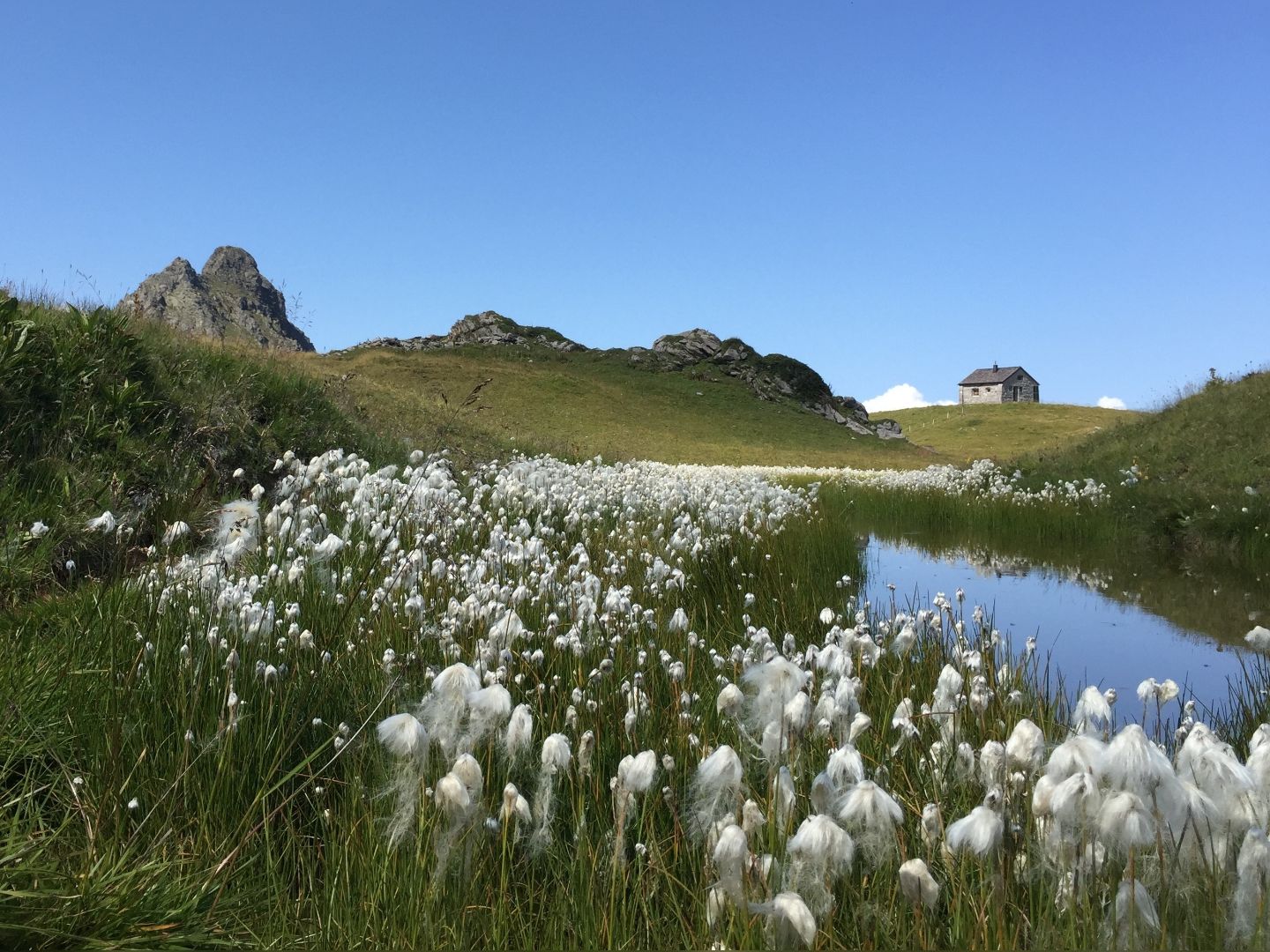 Wollgraswiese auf der Alm