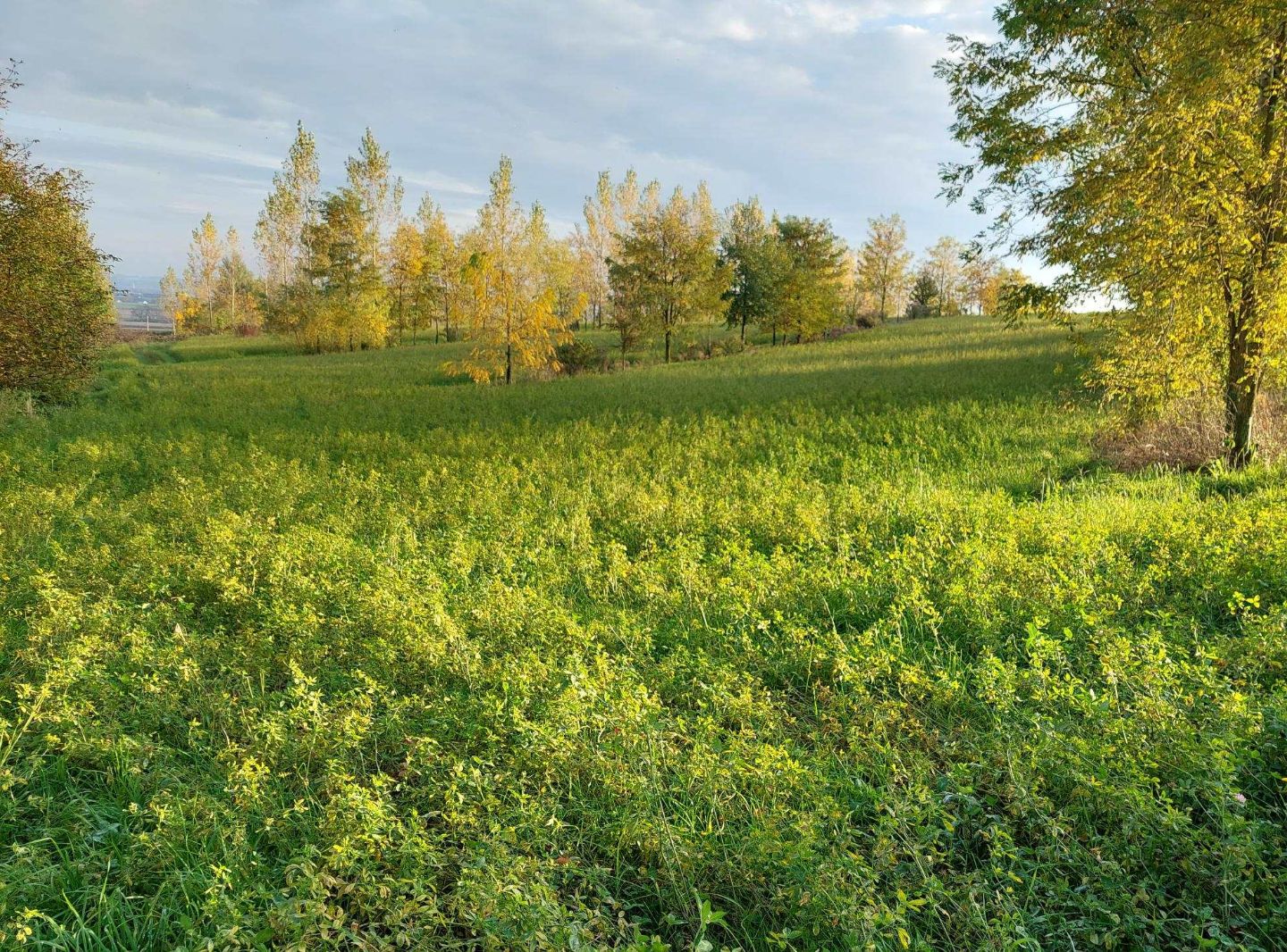 Agroforststreifen