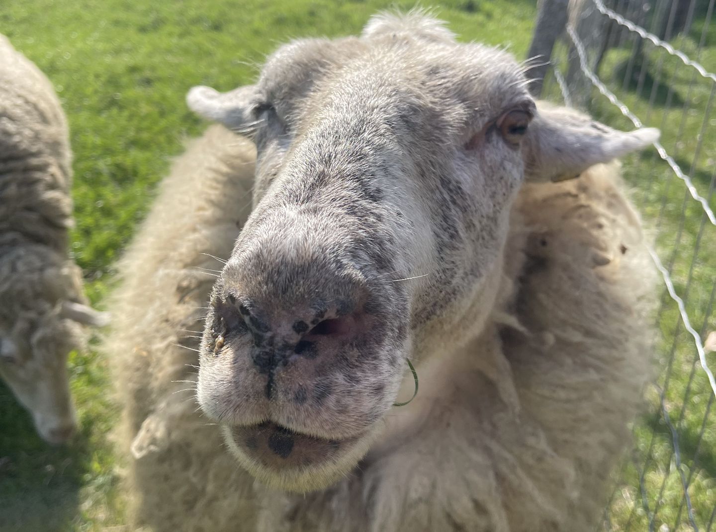 Neugieriges Schaf