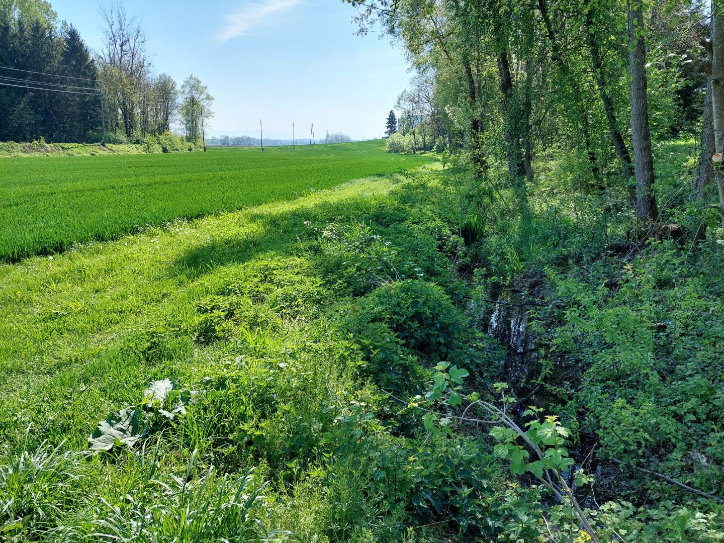 Pufferstreifen entlang von Gewässern