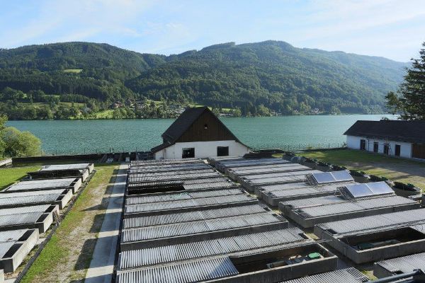 Fish farm Kreuzstein