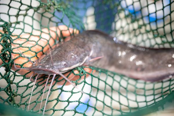 African predatory catfish in the net
