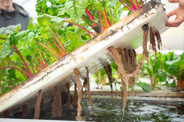 Water Garden Simon Kaiblinger