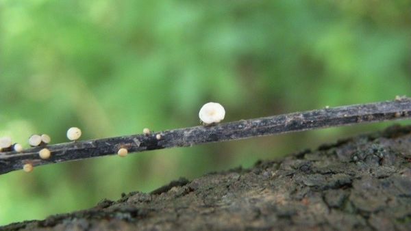 Ash shoot dieback - Hymenoscyphus fraxineus 