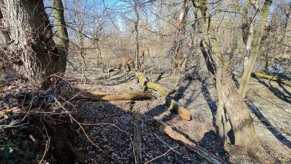 Herrschaftsspitz Natural Forest Reserve, Lower Austria