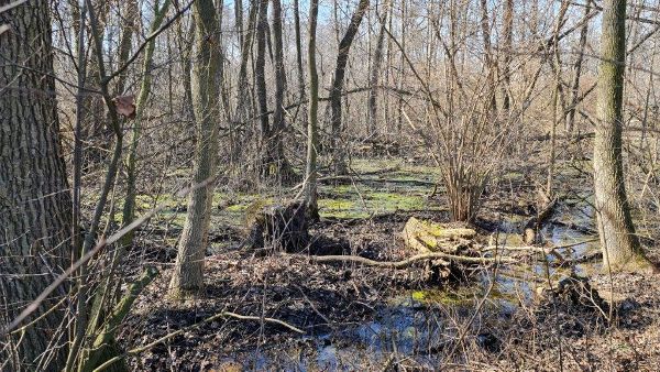 Nani Au Natural Forest Reserve, Lower Austria