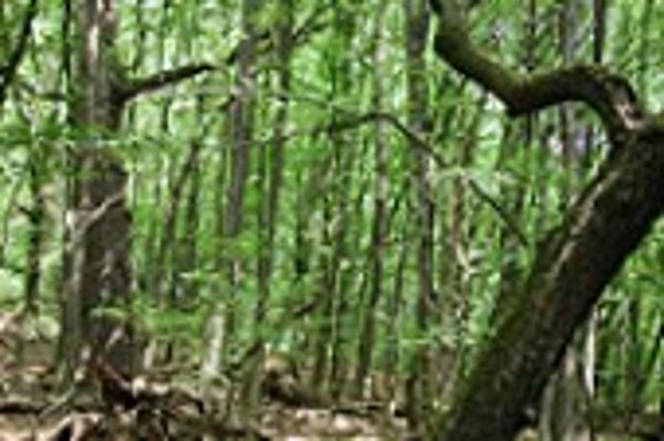 Natural Forest Reserve