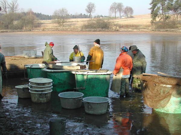 Fishermen fishing in the Waldviertel