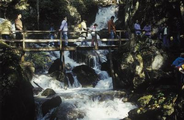 Forest brook