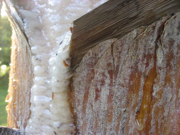 Baumharzgewinnung von Schwarzkiefer zum Schutz von Baum und Mensch