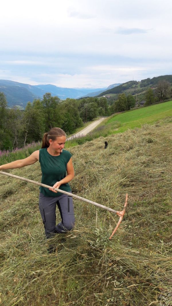Auslandspraktikum - Landwirtschaftliche Arbeiten in Nowegen