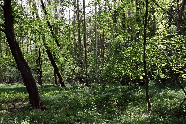 Naturerlebnispfad Willersdorfer Schlucht - Aschauer Au