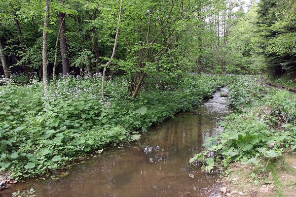 Naturerlebnispfad Willersdorfer Schlucht - Aschauer Au