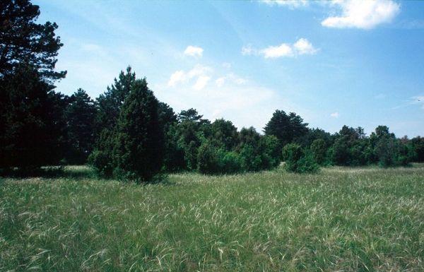 Natura Trail Pannonische Sanddünen