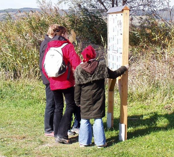 Schilflehrpfad in Purbach am See