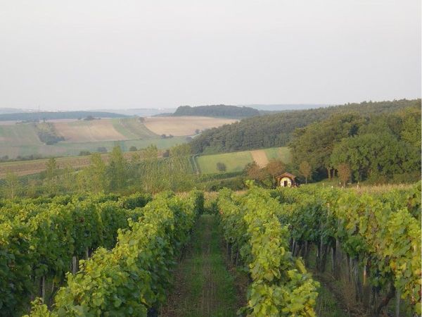 1. zweisprachiger Weinwanderweg