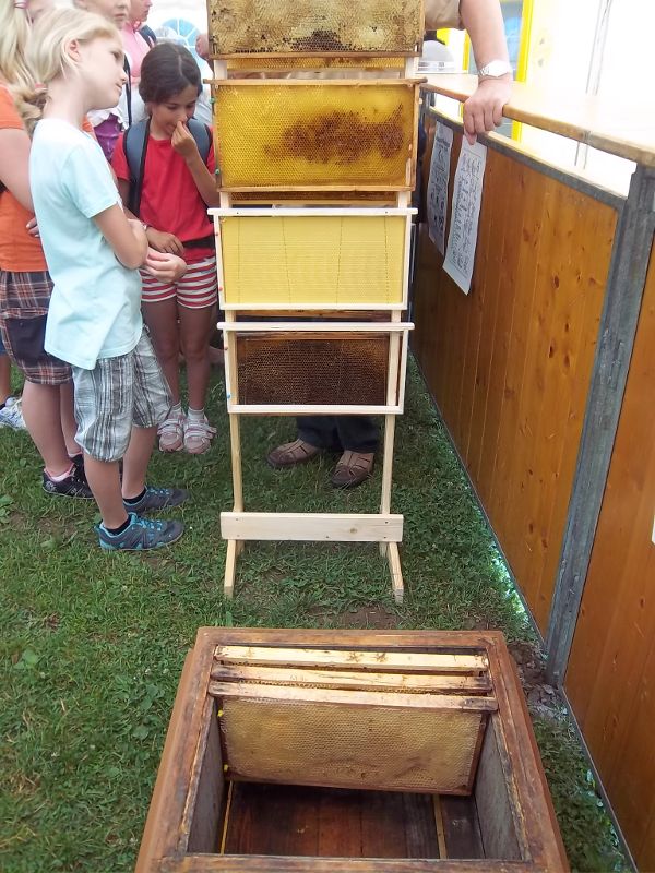 Schüler bei der Besichtigung von Bienenstöcken