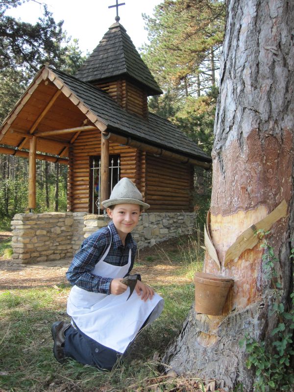 Pecherpfad Hölles: berbeiteteter Pechbaum mit Jung-Pecher Lukas und der Pecherkapelle