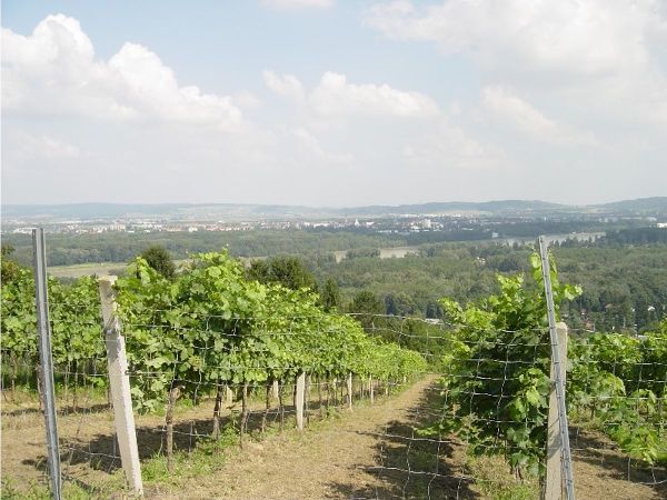 Riedenwanderweg Kritzendorf