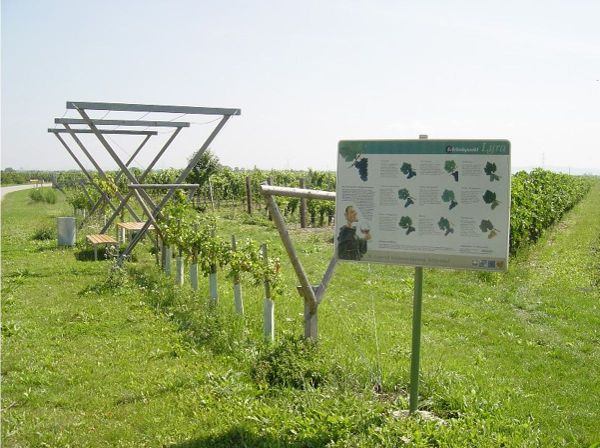 St. Laurent Weinwanderweg