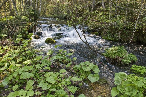 Der Teichel Bach fließt durch den Wald