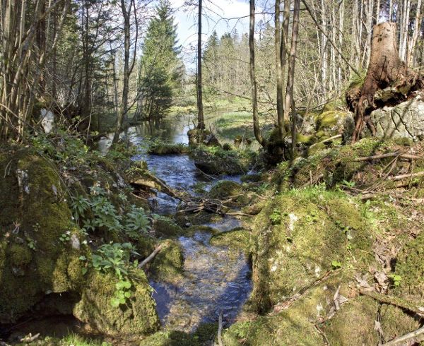 Der Bach mündet in einen See.
