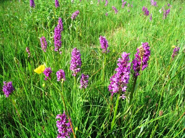Orchideenwiese