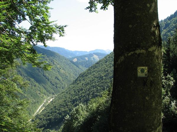 Im Tal des Holzes