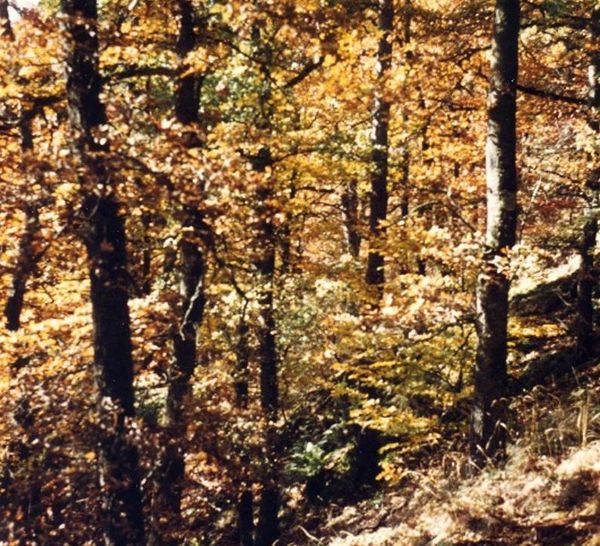 Naturerlebnisweg Steinerne Mühl