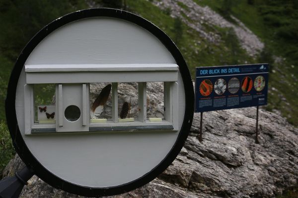 Ein genauerer Blick auf eine Informationslupe. Zu sehen sind Federn, Tannenzapfen, etc